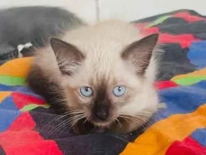 Gato SRD-ViraLata Pequeno 2-a-6-meses