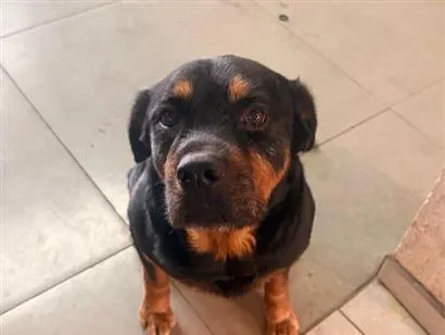 Cao Rottweiler Medio 2-a-6-meses