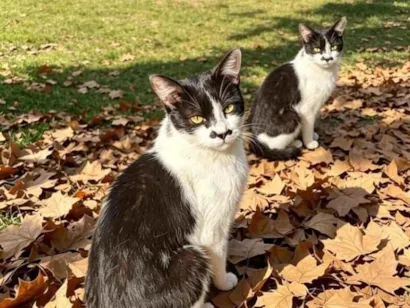 Gato SRD-ViraLata Pequeno 7-a-11-meses