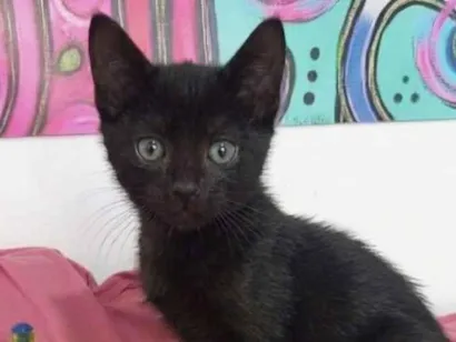Gato SRD-ViraLata Pequeno 2-a-6-meses