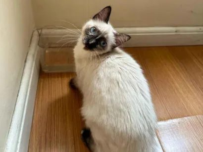 Gato SRD-ViraLata Pequeno 2-a-6-meses