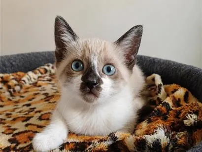 Gato SRD-ViraLata Pequeno 2-a-6-meses