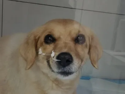 Cao SRD-ViraLata Pequeno 6-anos-Acima