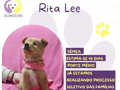Cao SRD-ViraLata Medio Abaixo-de-2-meses