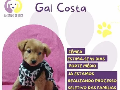 Cao SRD-ViraLata Medio Abaixo-de-2-meses