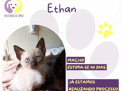Gato SRD-ViraLata Pequeno Abaixo-de-2-meses