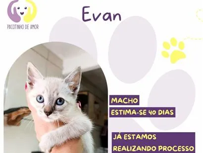 Gato SRD-ViraLata Pequeno Abaixo-de-2-meses