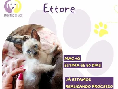 Gato SRD-ViraLata Pequeno Abaixo-de-2-meses