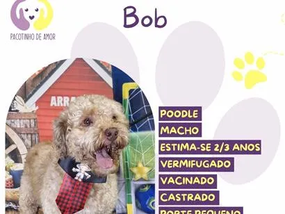 Cao Poodle Pequeno 2-anos