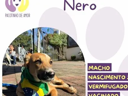 Cao SRD-ViraLata Medio 1-ano