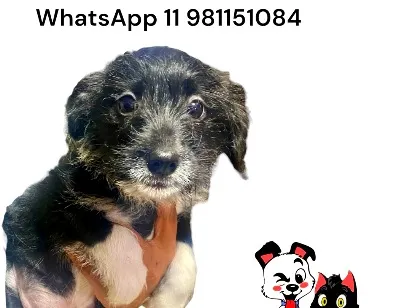 Cao SRD-ViraLata Pequeno 2-a-6-meses