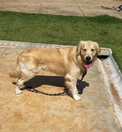 Cao Labrador Grande 1-ano