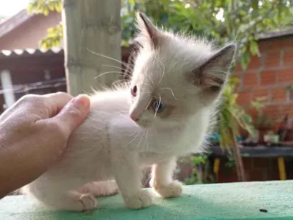 Gato SRD-ViraLata Pequeno 2-a-6-meses
