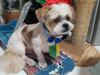 Cao Lhasa Apso Pequeno 6-anos-Acima