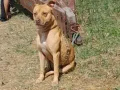 Cao Pit-Bull Medio 4-anos