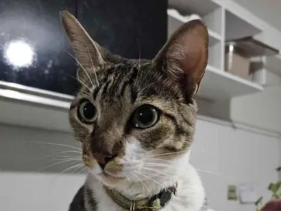 Gato SRD-ViraLata Grande 3-anos
