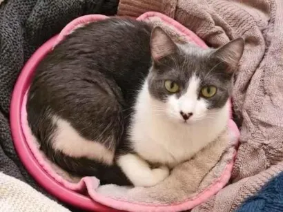 Gato SRD-ViraLata Medio 6-anos-Acima