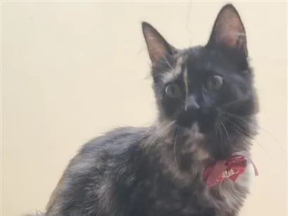Gato SRD-ViraLata Medio 1-ano