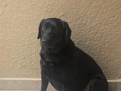 Cao Labrador Grande 5-anos