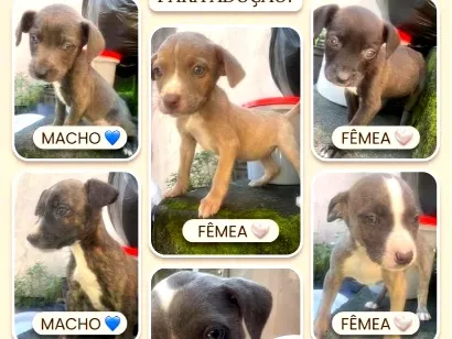 Cao Pit-Bull Medio 2-a-6-meses