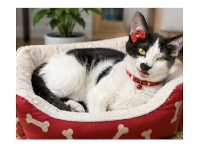 Gato SRD-ViraLata Pequeno 2-a-6-meses