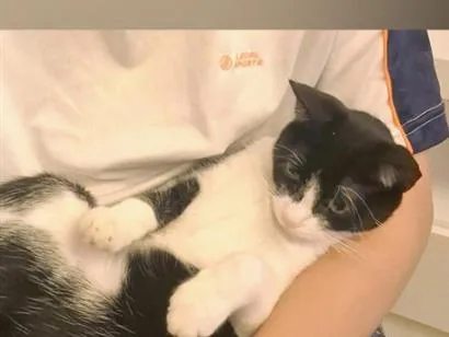 Gato SRD-ViraLata Pequeno 2-anos