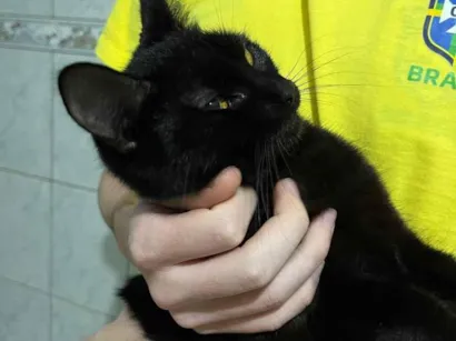 Gato SRD-ViraLata Pequeno 