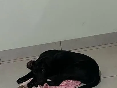 Cao SRD-ViraLata Medio 2-a-6-meses
