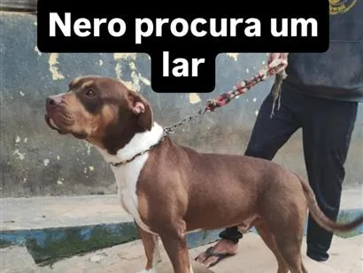 Cao Pit-Bull Grande 3-anos