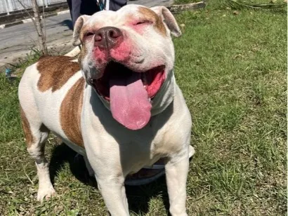 Cao Pit-Bull Medio 2-a-6-meses