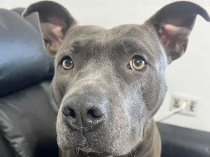 Cao Pit-Bull Medio 7-a-11-meses
