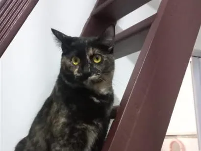 Gato SRD-ViraLata Pequeno 7-a-11-meses