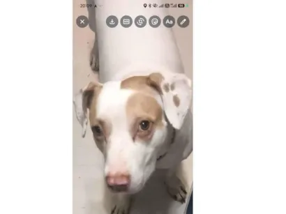 Cao Pit-Bull Medio 5-anos