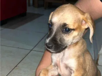 Cao SRD-ViraLata Medio 2-a-6-meses
