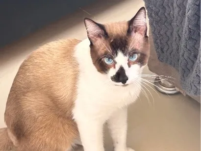 Gato SRD-ViraLata Grande 7-a-11-meses