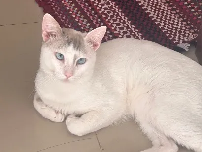 Gato SRD-ViraLata Medio 7-a-11-meses