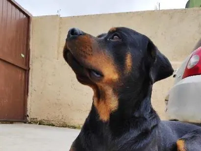Cao Rottweiler Grande 6-anos-Acima