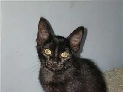 Gato SRD-ViraLata Pequeno 2-a-6-meses