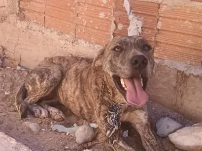 Cao Pit-Bull Grande 2-anos