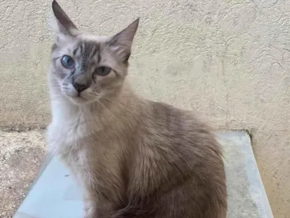 Gato Siamês Pequeno 1-ano