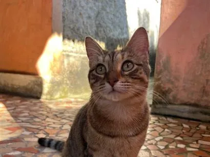 Gato SRD-ViraLata Medio 3-anos