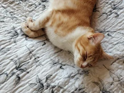Gato SRD-ViraLata Pequeno 4-anos