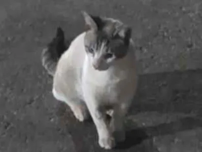 Gato SRD-ViraLata Pequeno 7-a-11-meses