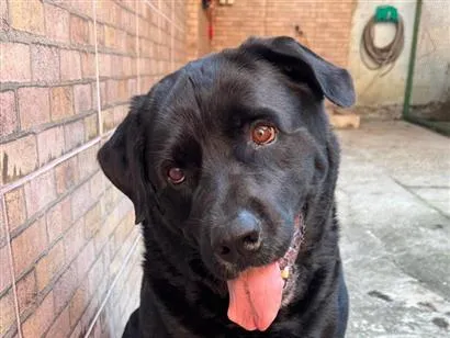 Cao Labrador Medio 6-anos-Acima
