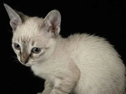 Gato SRD-ViraLata Pequeno 2-a-6-meses