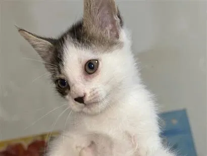 Gato SRD-ViraLata Pequeno 2-a-6-meses
