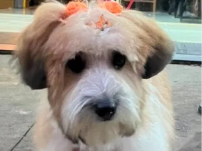 Cao Shitzu Pequeno 2-a-6-meses