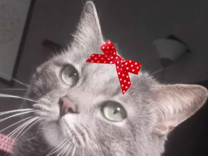 Gato SRD-ViraLata Pequeno 6-anos-Acima