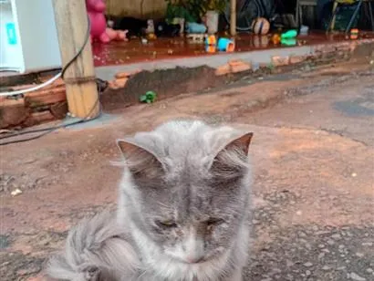 Gato SRD-ViraLata Medio 2-a-6-meses
