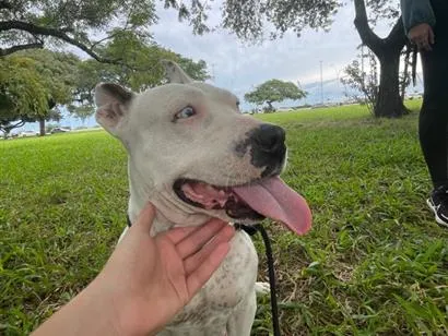 Cao Pit-Bull Medio 2-anos